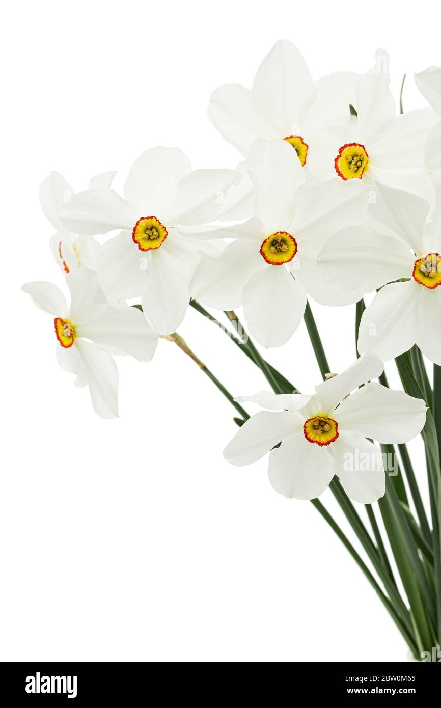 Bouquet di narcisi bianchi, isolati su sfondo bianco Foto Stock