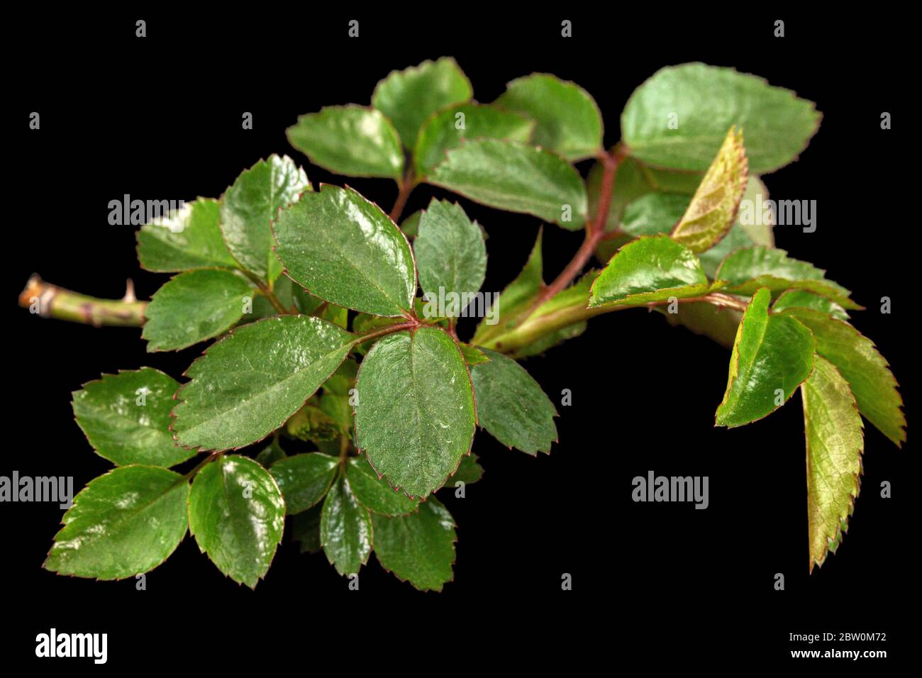 Piccolo rametto di rosa con foglie verdi e spine giovani, isolato su fondo nero Foto Stock
