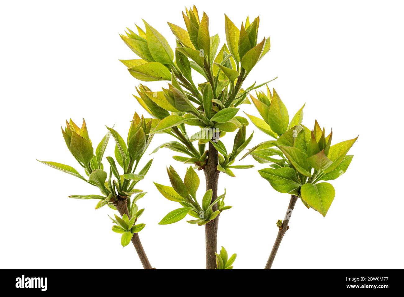 Piccolo rametto di lilla con foglie verdi giovani, isolato su sfondo bianco Foto Stock
