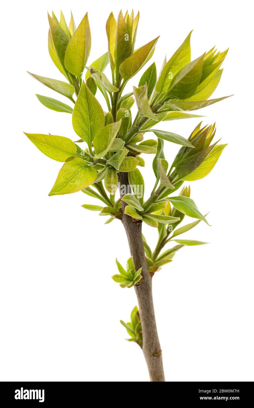 Piccolo rametto di lilla con foglie verdi giovani, isolato su sfondo bianco Foto Stock