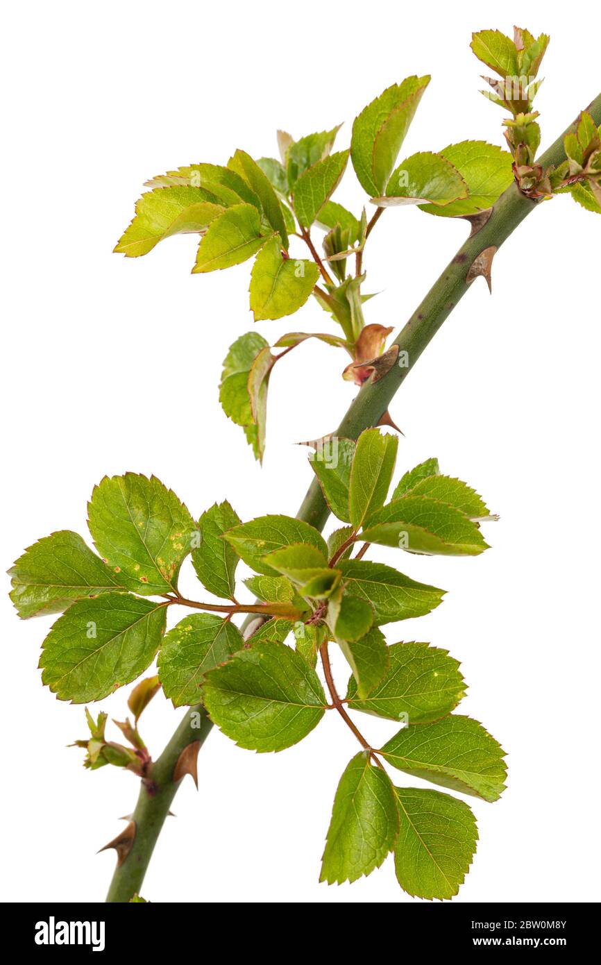 Ramoscello di rosa con foglie e spine verdi giovani, isolato su sfondo bianco Foto Stock