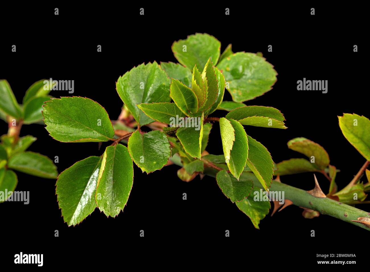 Ramoscello di rosa con foglie e spine verdi giovani, isolato su fondo nero Foto Stock