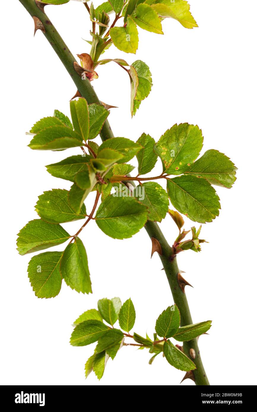 Ramoscello di rosa con foglie e spine verdi giovani, isolato su sfondo bianco Foto Stock