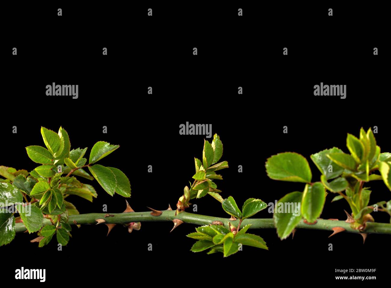 Ramoscello di rosa con foglie e spine verdi giovani, isolato su fondo nero Foto Stock