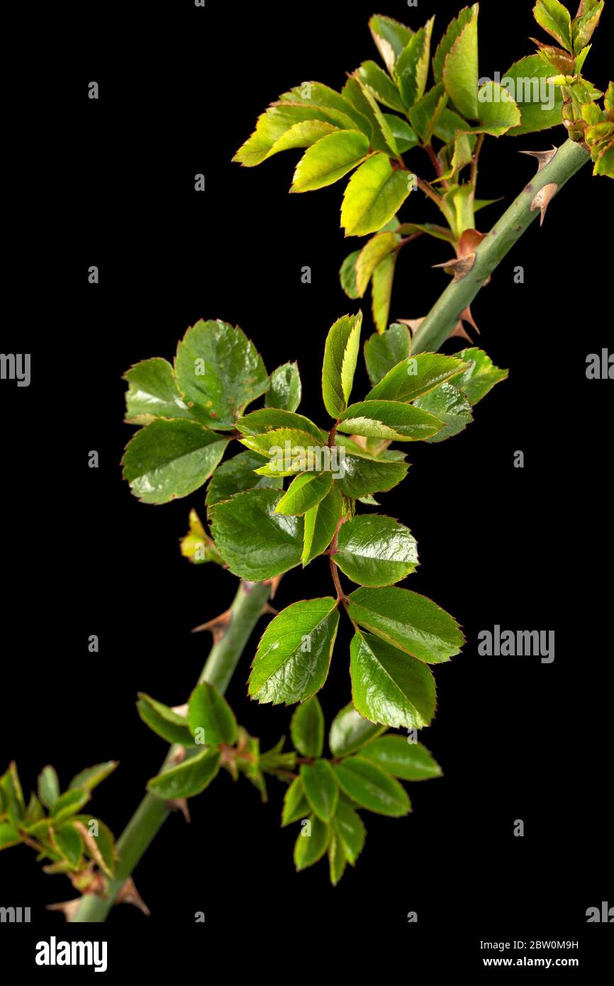 Ramoscello di rosa con foglie e spine verdi giovani, isolato su fondo nero Foto Stock