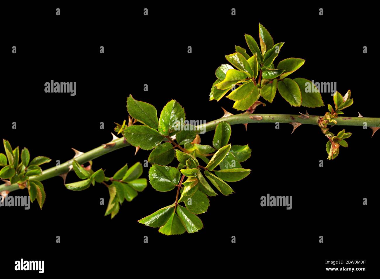Piccolo rametto di rosa con foglie verdi e spine giovani, isolato su fondo nero Foto Stock