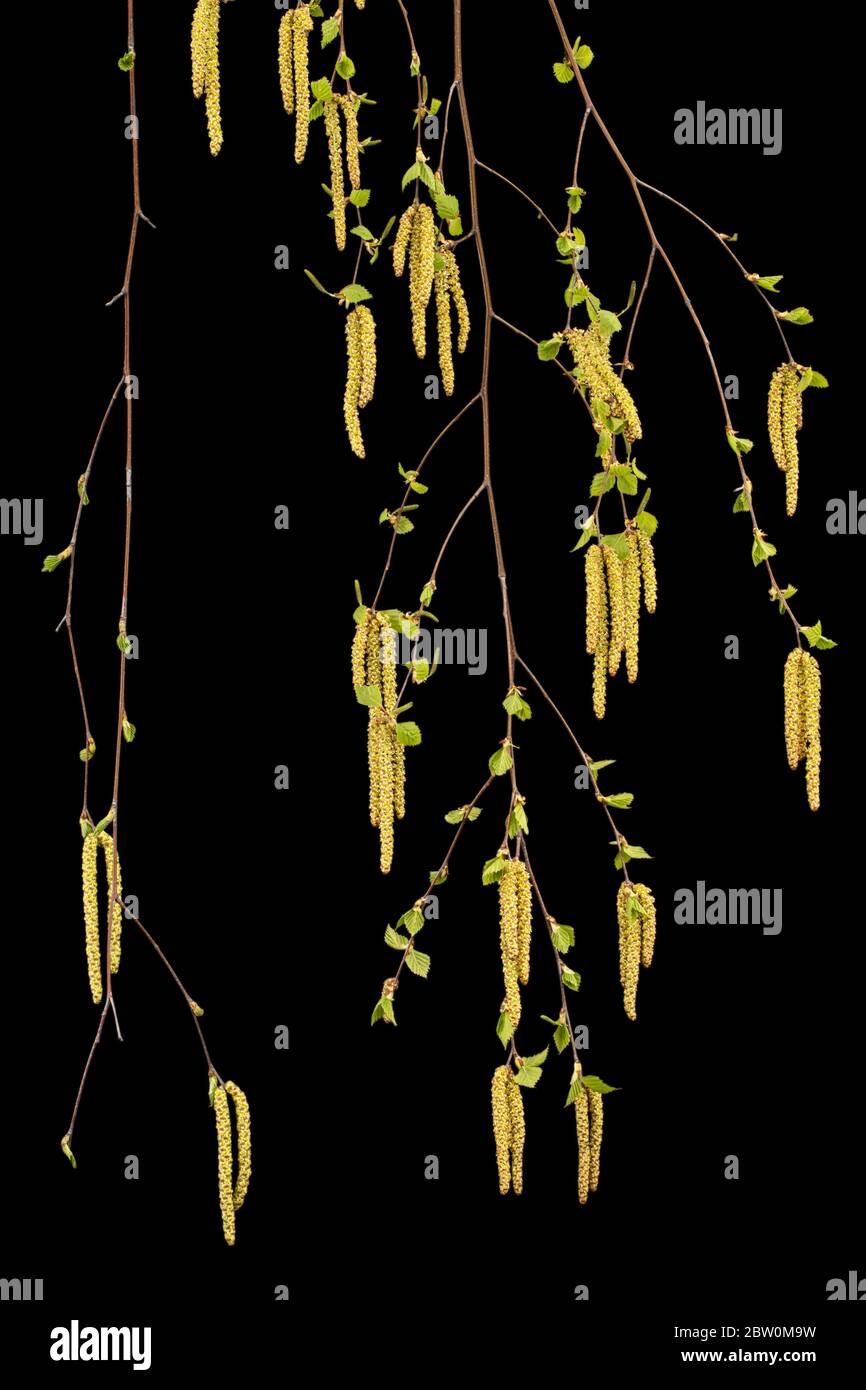 Giovani ciuffi di betulla con foglie e orecchini, su fondo nero Foto Stock