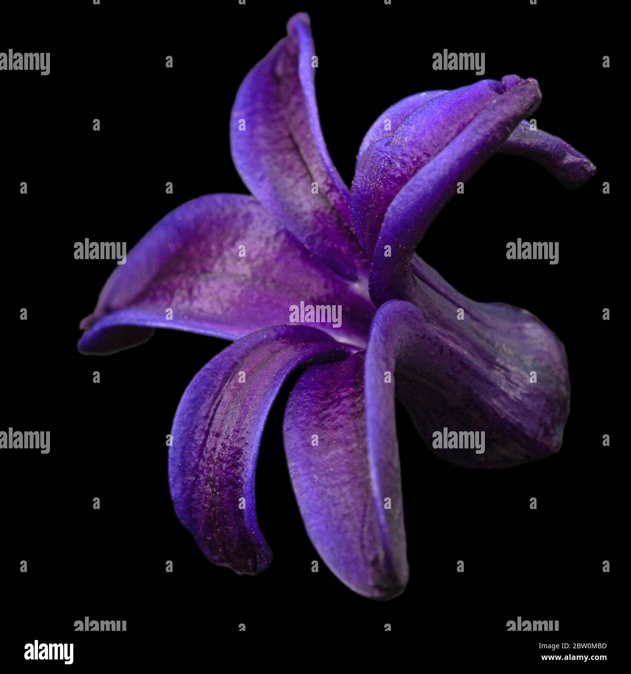 Fiore viola di giacinto, isolato su sfondo nero Foto Stock