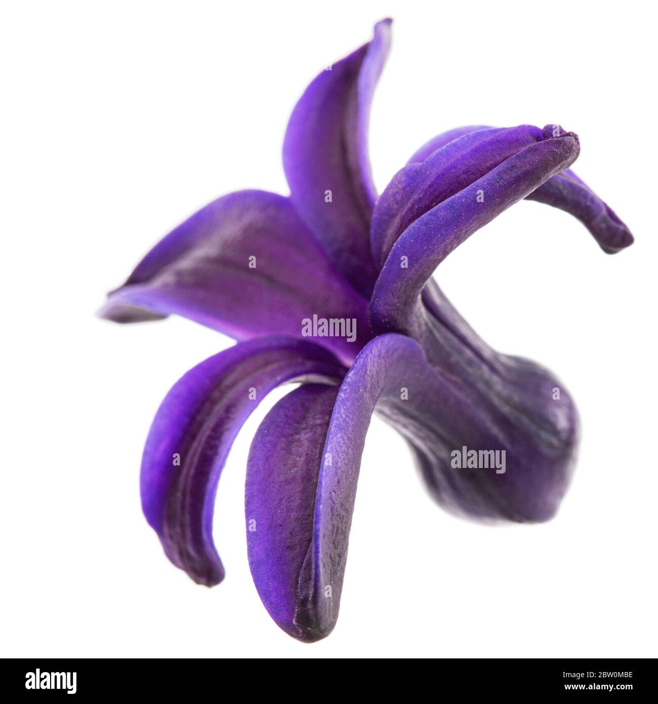 Fiore viola di giacinto, isolato su sfondo bianco Foto Stock