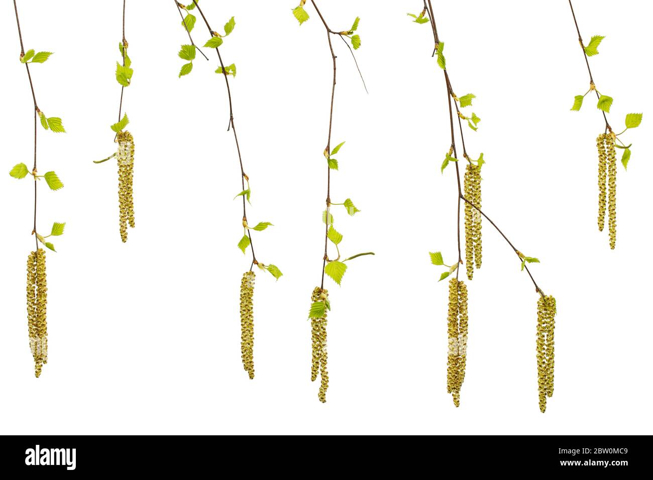 Giovani ciuffi di betulla con foglie e orecchini, su fondo bianco Foto Stock