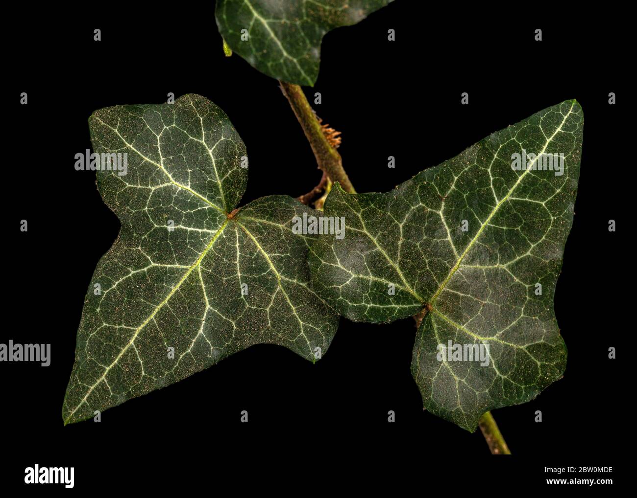 Foglia verde di chioseup di edera, isolato su sfondo nero Foto Stock