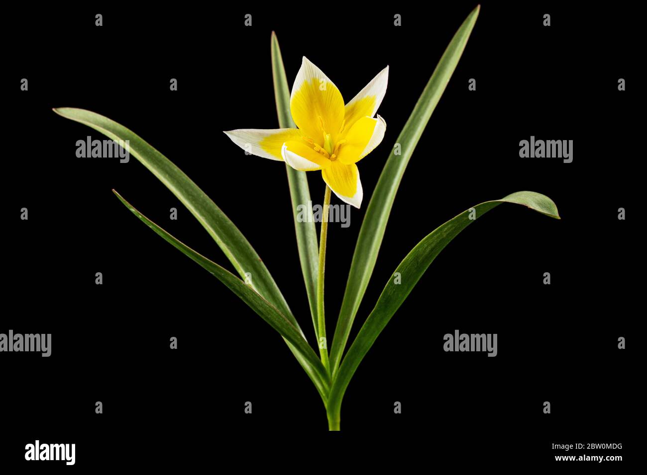 Fiore di tulipa tarda, tulipano botanico, isolato su sfondo nero Foto Stock