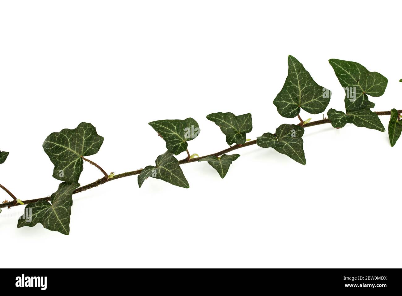 Ramo edera con fogliame verde, isolato su sfondo bianco Foto Stock
