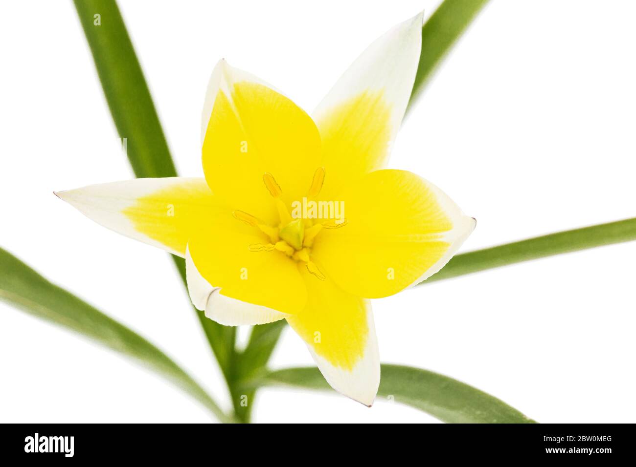Fiore di tulipa tarda, tulipano botanico, isolato su sfondo bianco Foto Stock