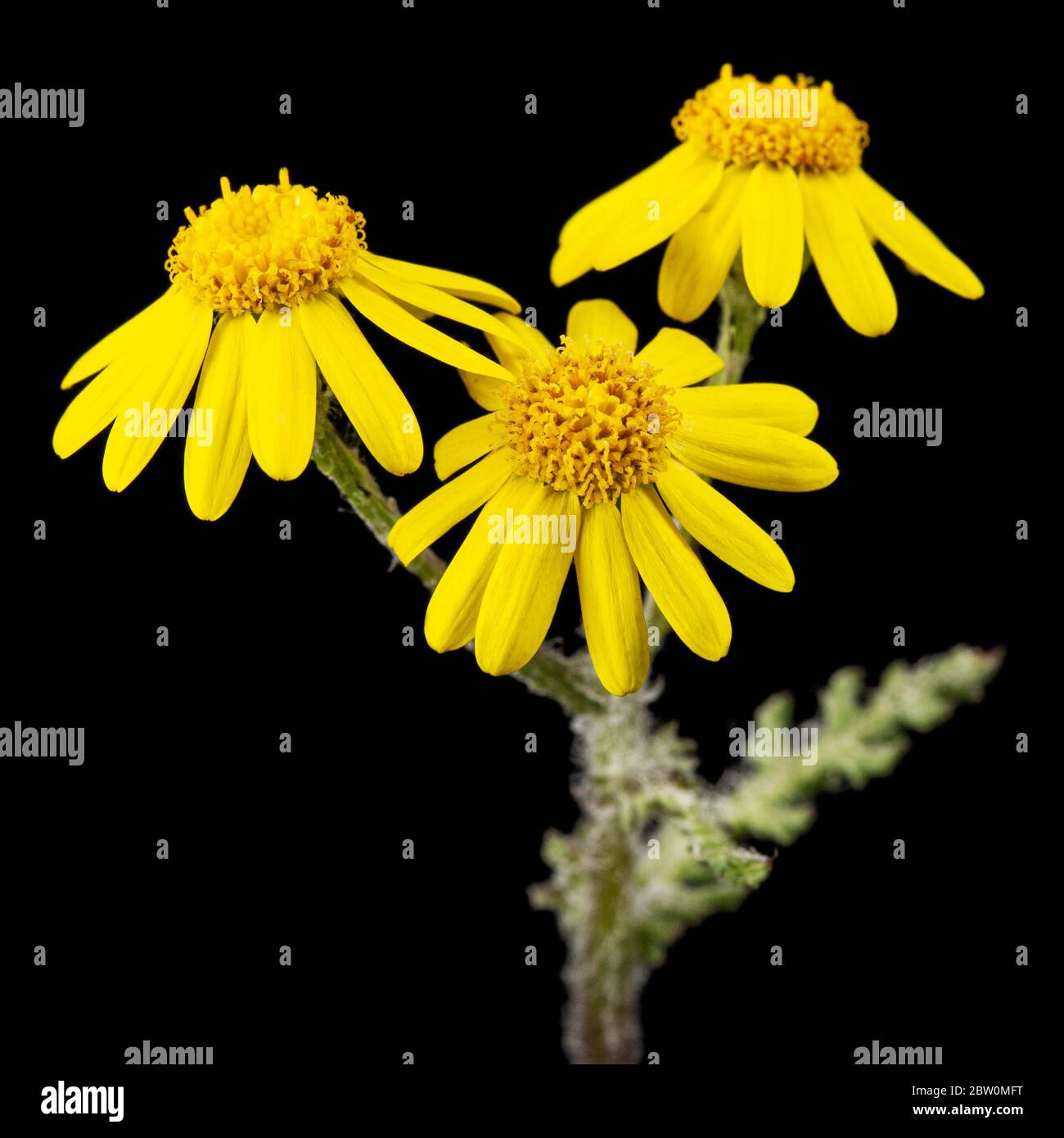 Fiore giallo, isolato su sfondo nero Foto Stock