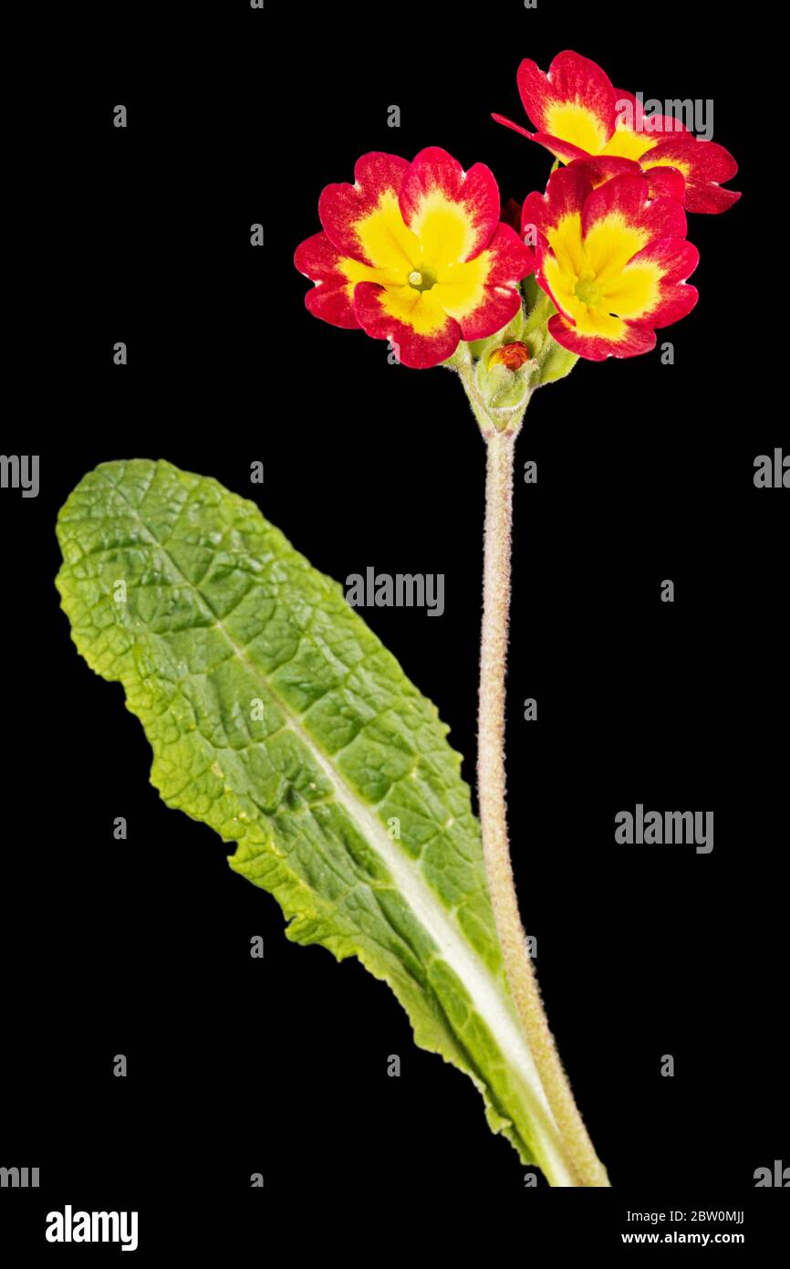 Fiori di primrosa, isolati su sfondo nero Foto Stock