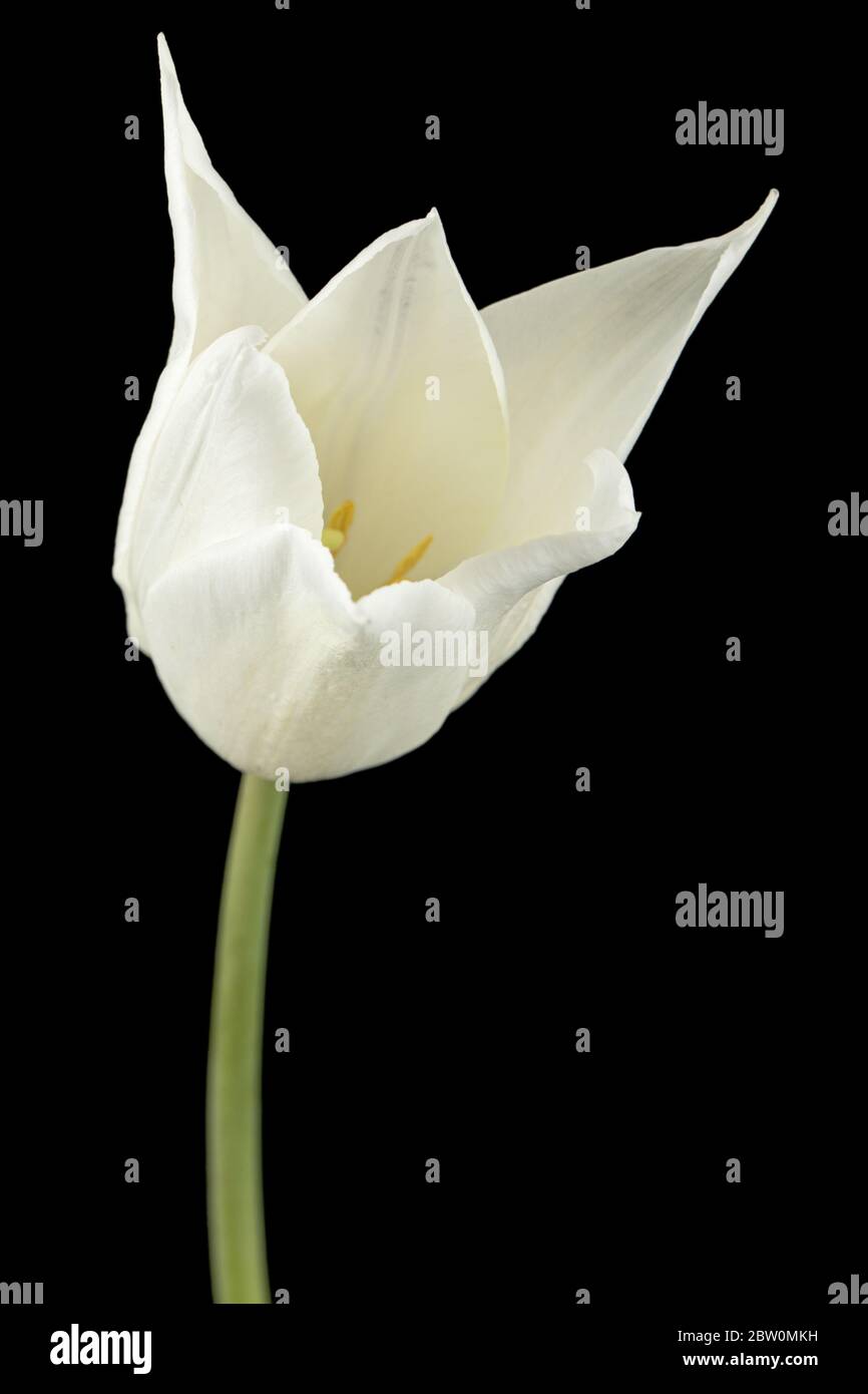Fiore bianco di tulipano, isolato su sfondo nero Foto Stock