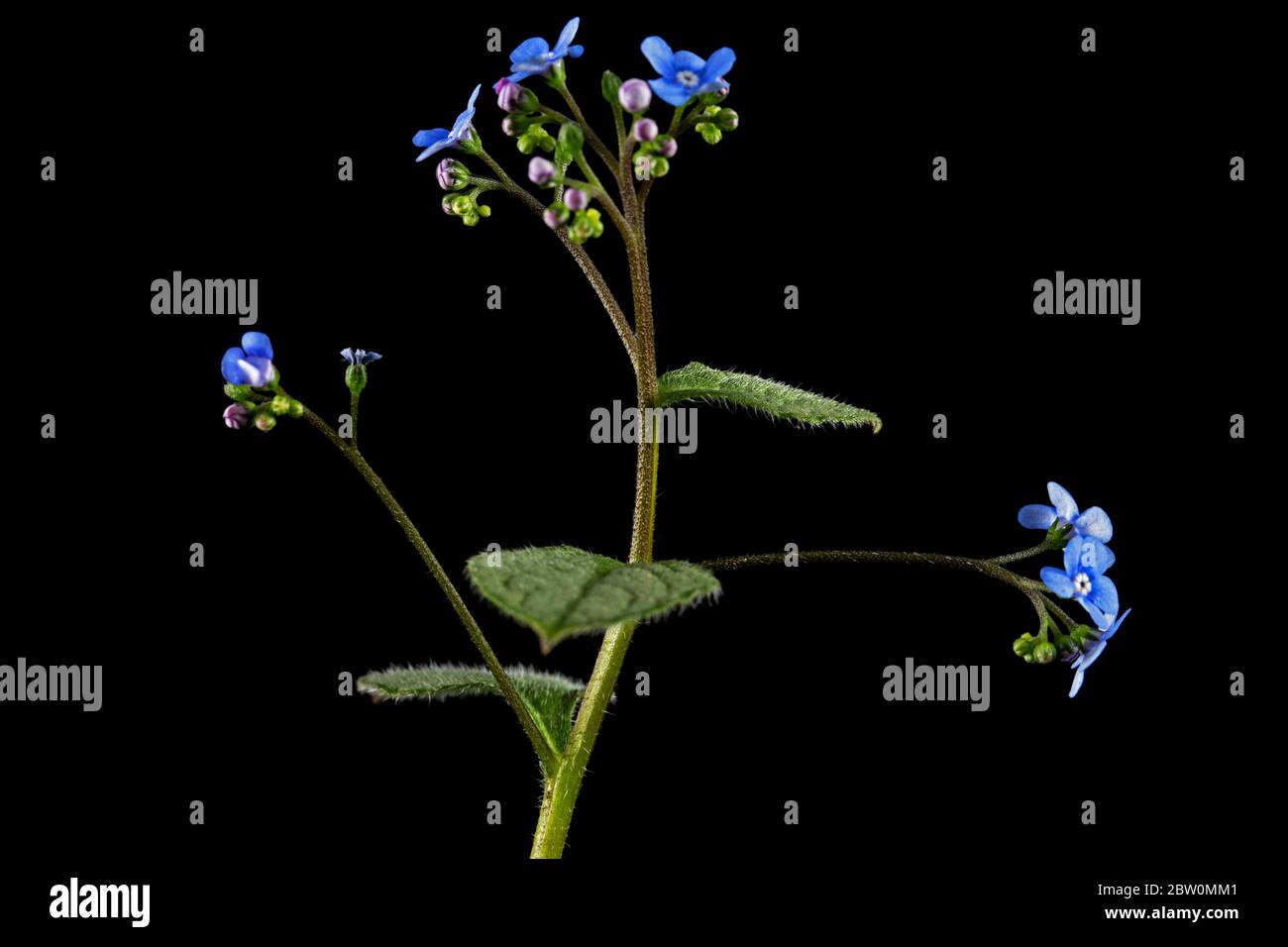 Fiore blu di brunnera, dimenticarsi-me-non, miosotis, isolato su sfondo nero Foto Stock