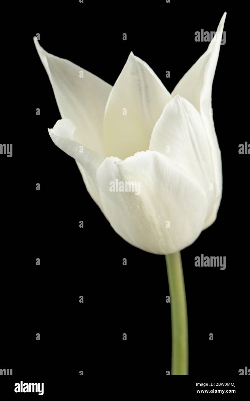 Fiore bianco di tulipano, isolato su sfondo nero Foto Stock