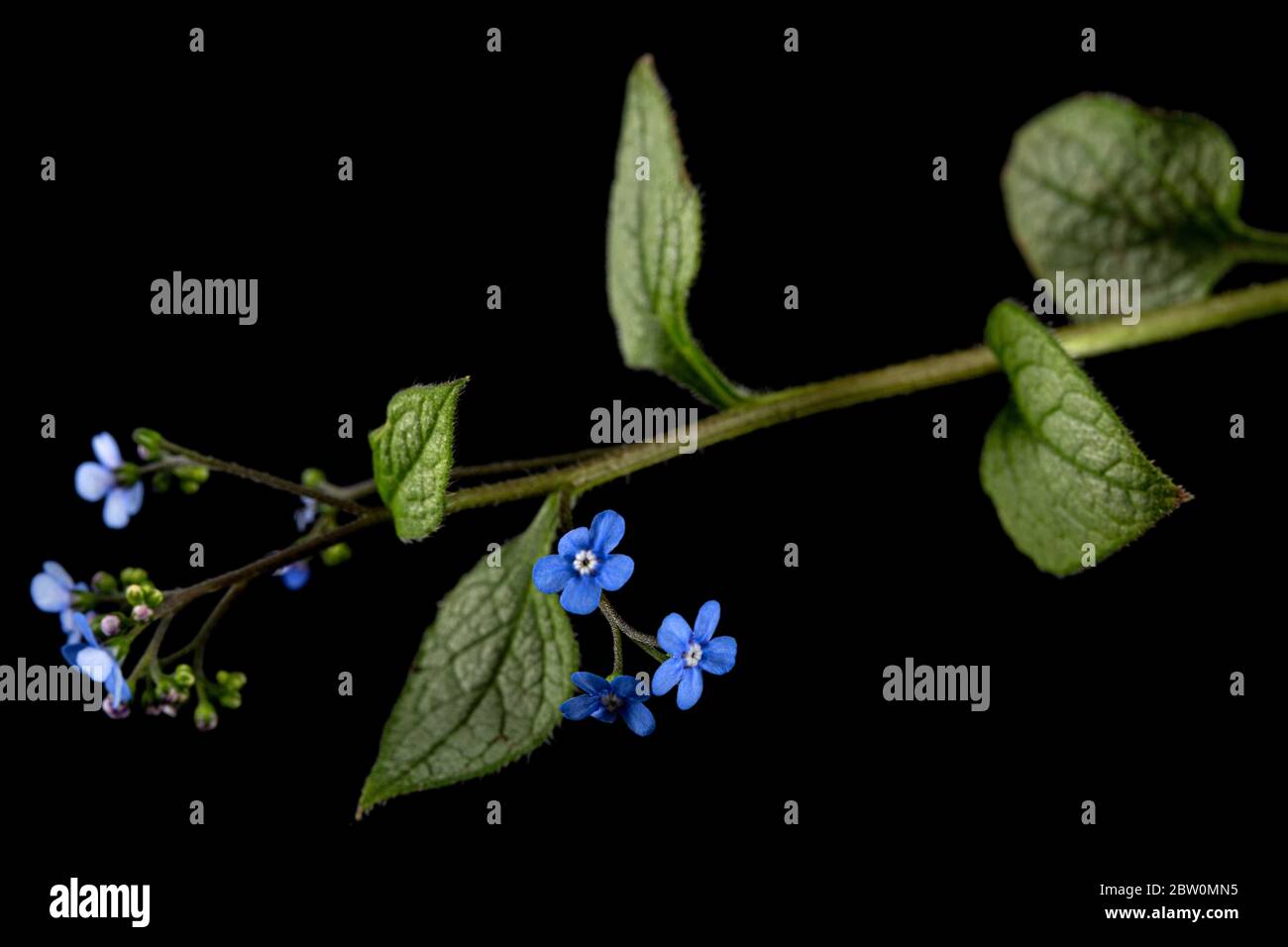 Fiore blu di brunnera, dimenticarsi-me-non, miosotis, isolato su sfondo nero Foto Stock