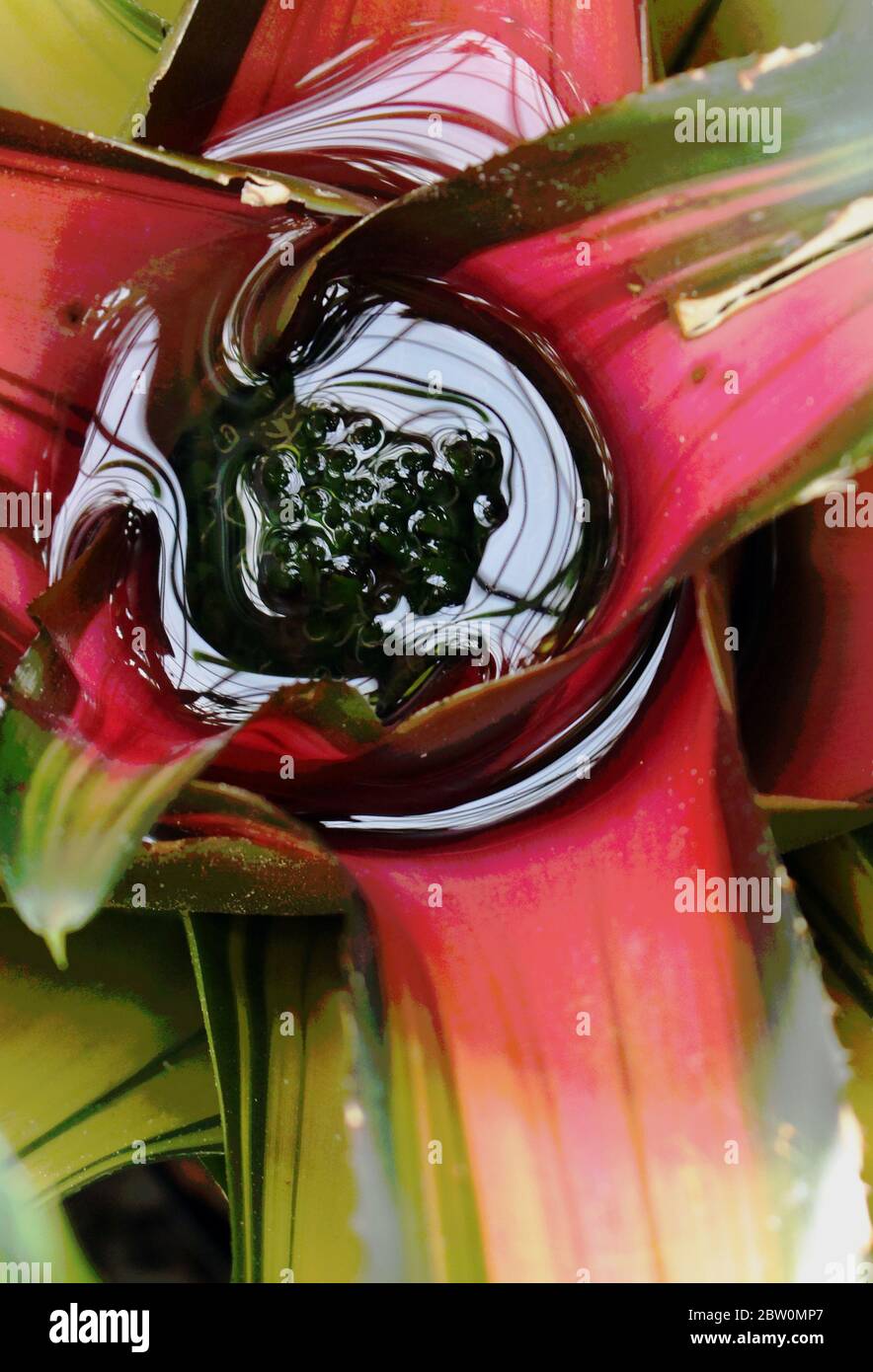 bella pianta tropicale delicata con petali rosa Foto Stock