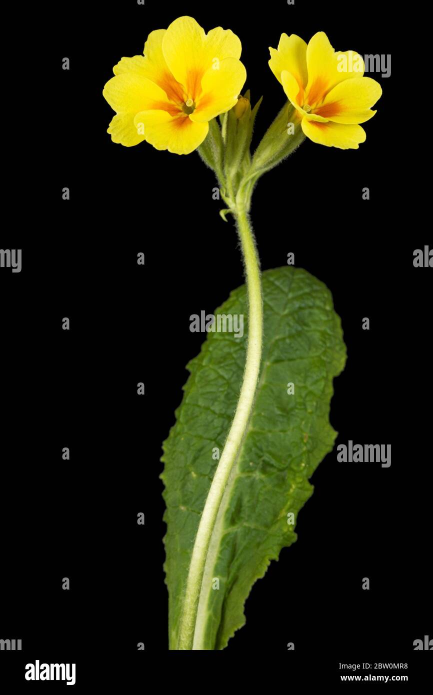 Fiori gialli di primrosa, isolati su sfondo nero Foto Stock