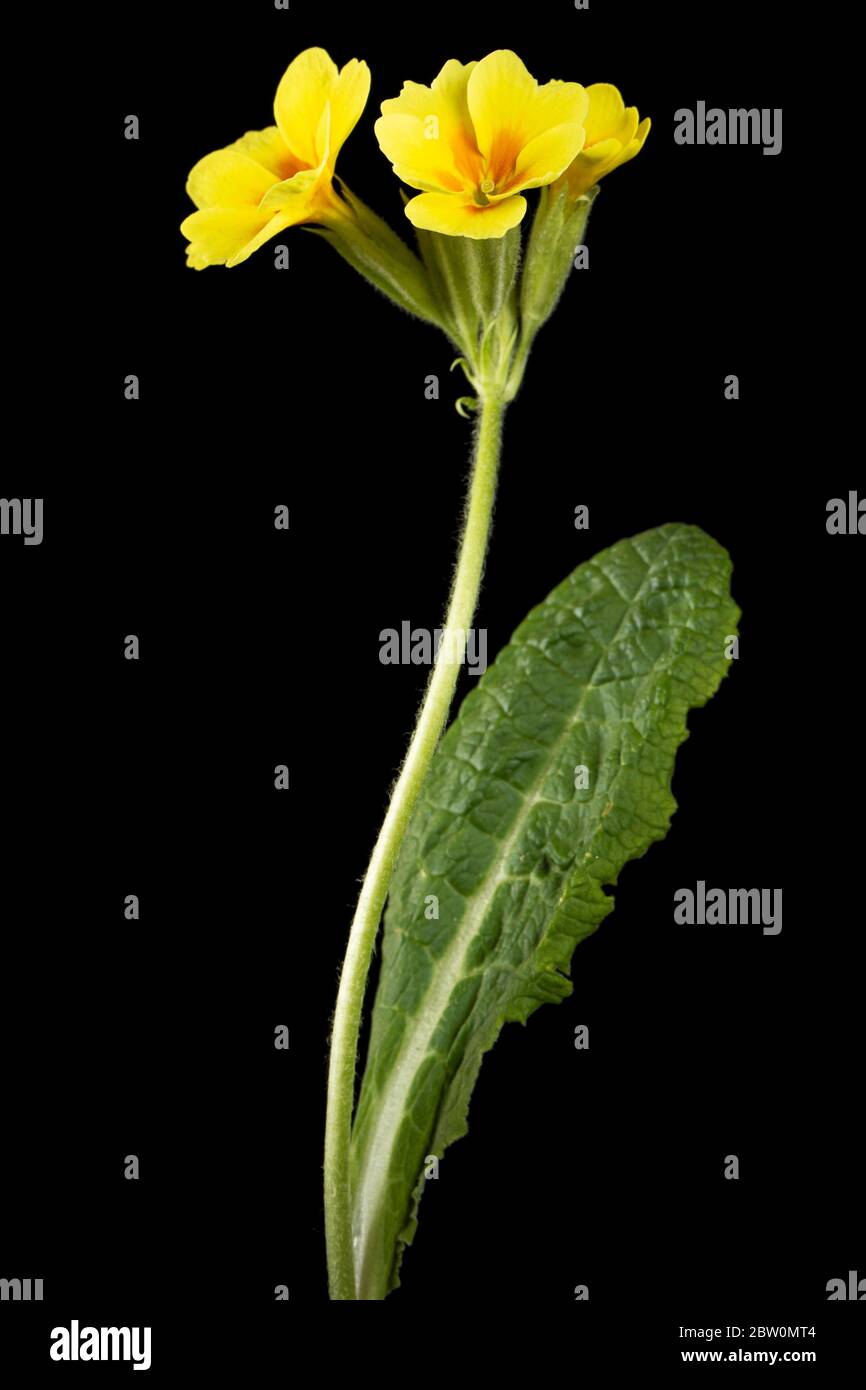 Fiori gialli di primrosa, isolati su sfondo nero Foto Stock