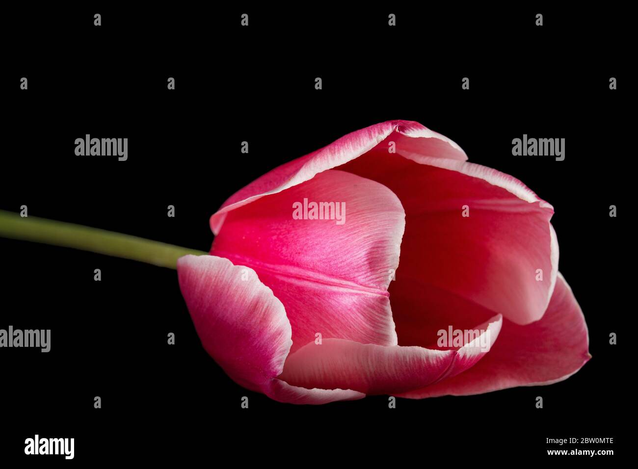 Fiore di tulipano con rosso petalo con passaggio al colore bianco, primo piano, isolato su sfondo nero Foto Stock