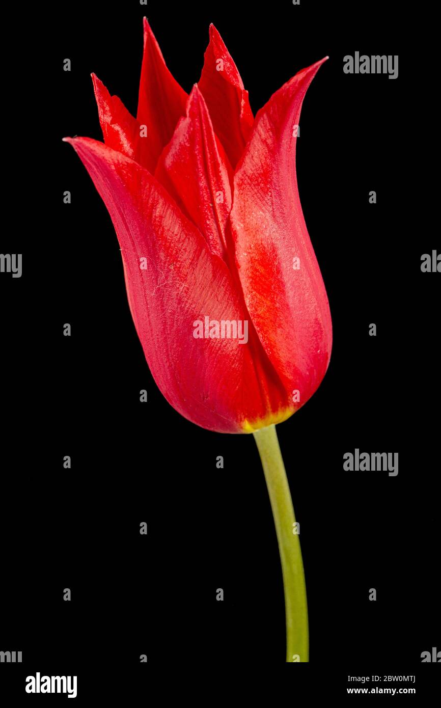 Fiore di tulipano rosso closeup liliaceo, isolato su sfondo nero Foto Stock