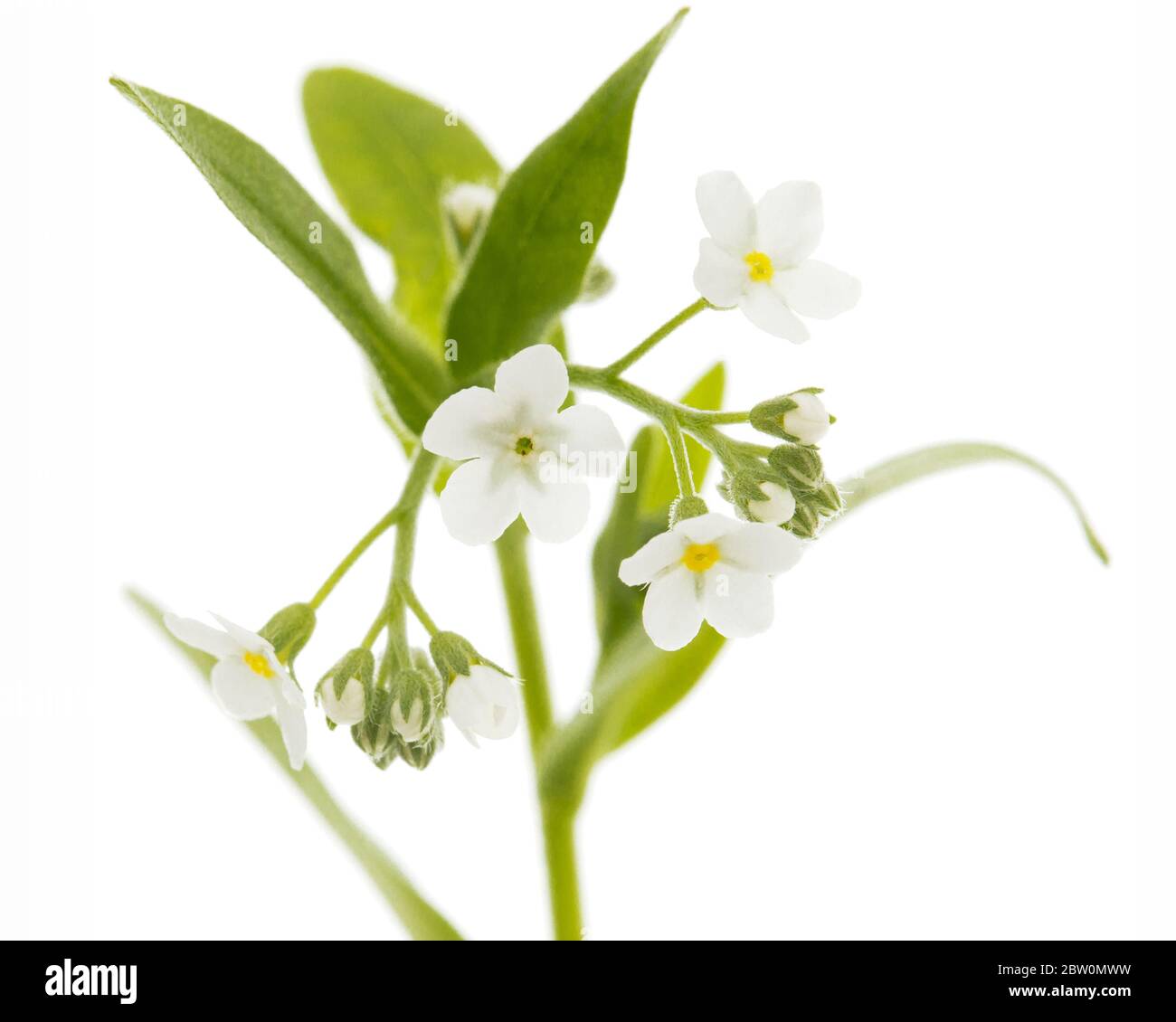 Fiori bianchi di dimenticare-me-non (Myosotis arvense), isolati su sfondo bianco Foto Stock