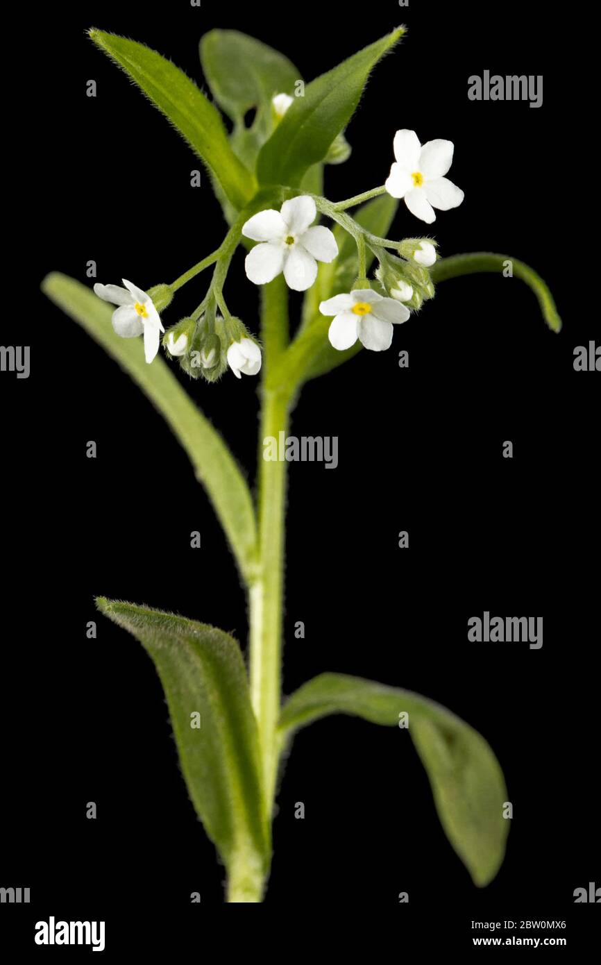 Fiori bianchi di dimenticare-me-non (Myosotis arvense), isolati su sfondo nero Foto Stock