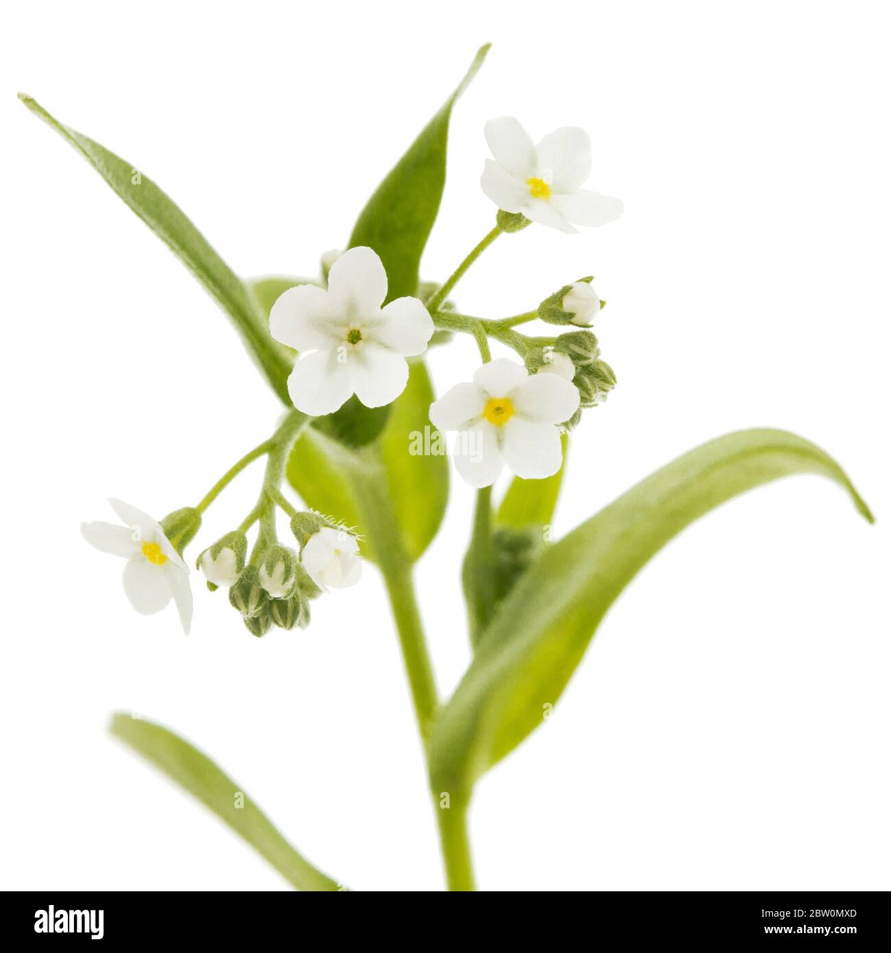 Fiori bianchi di dimenticare-me-non (Myosotis arvense), isolati su sfondo bianco Foto Stock