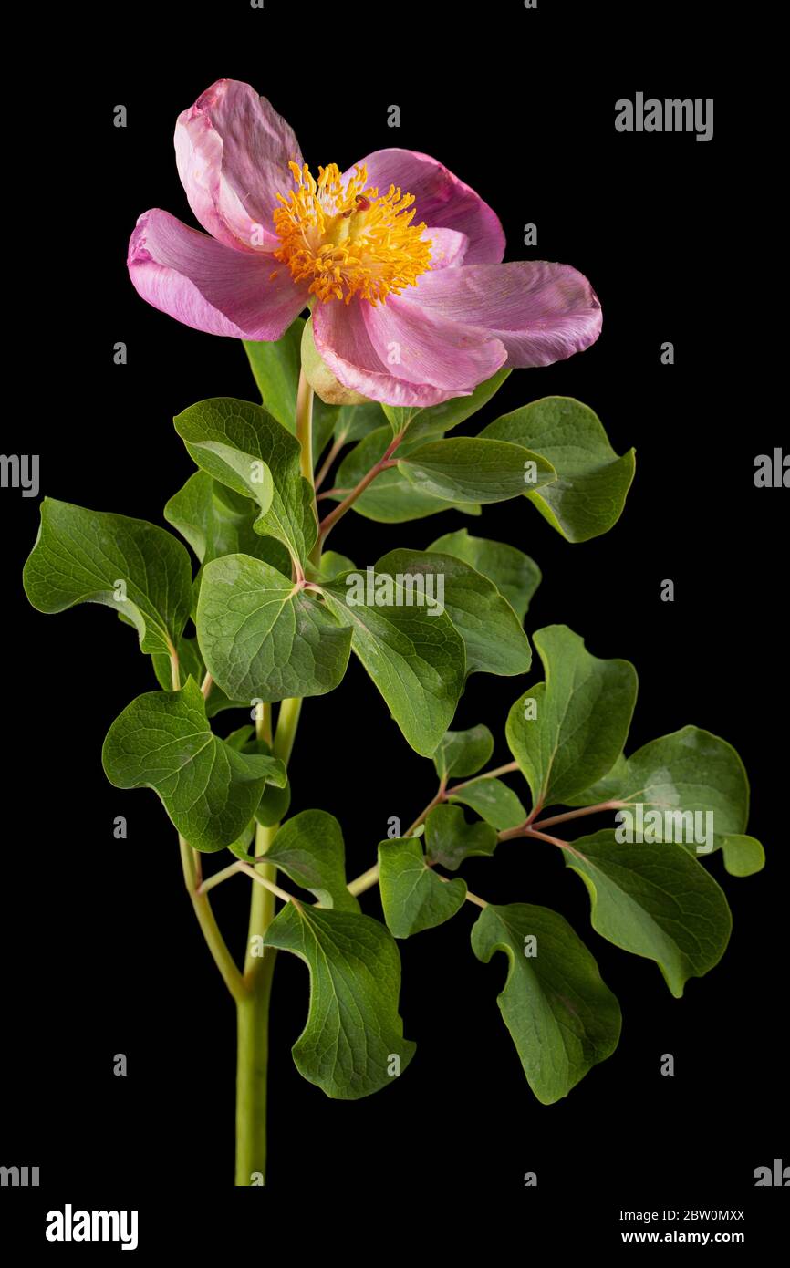 Fiore di rosa di pony, lat. Paeonia, isolato su sfondo nero Foto Stock