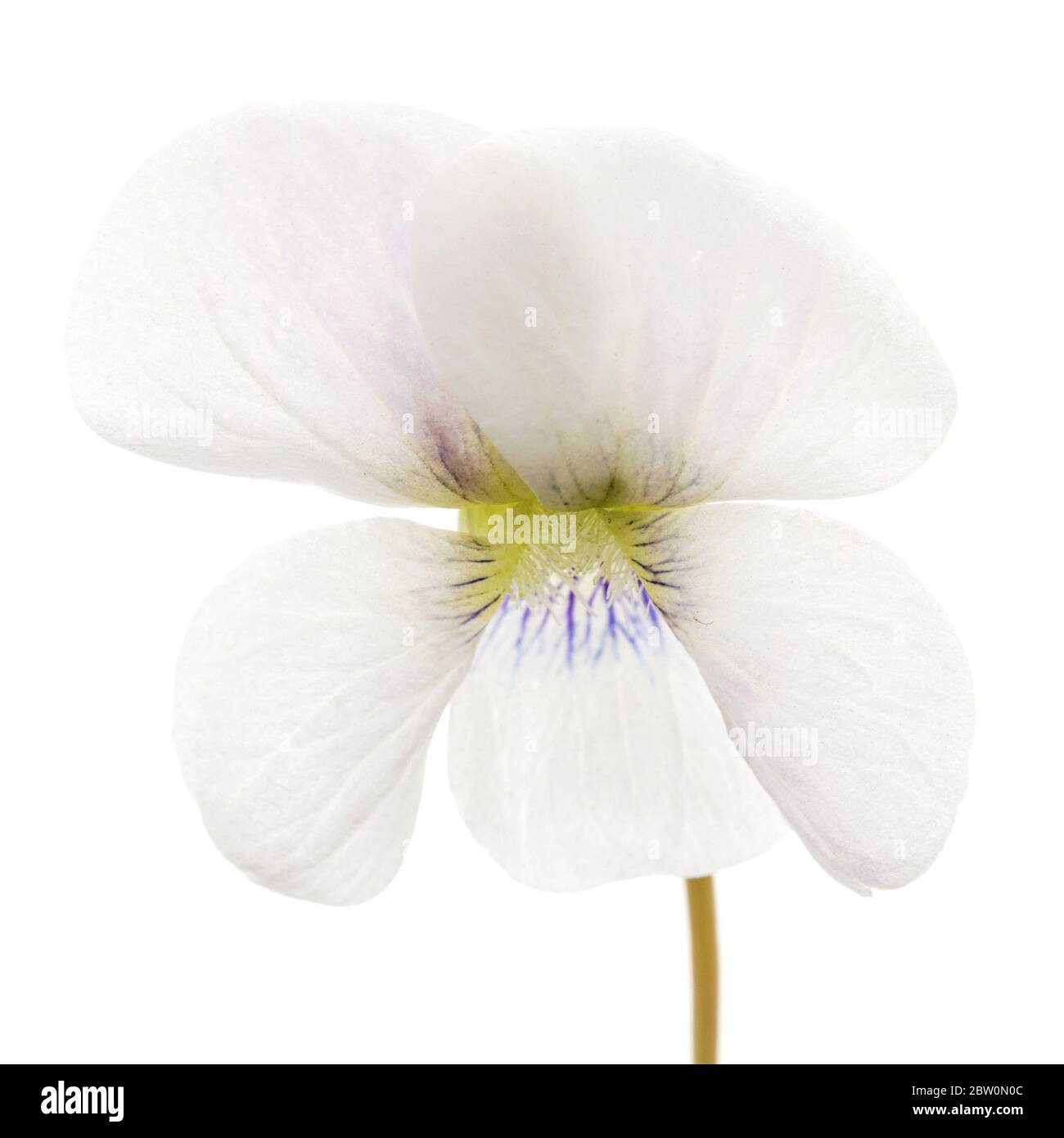 Fiore bianco della violetta, lat. Viola odorata, isolato su fondo bianco Foto Stock