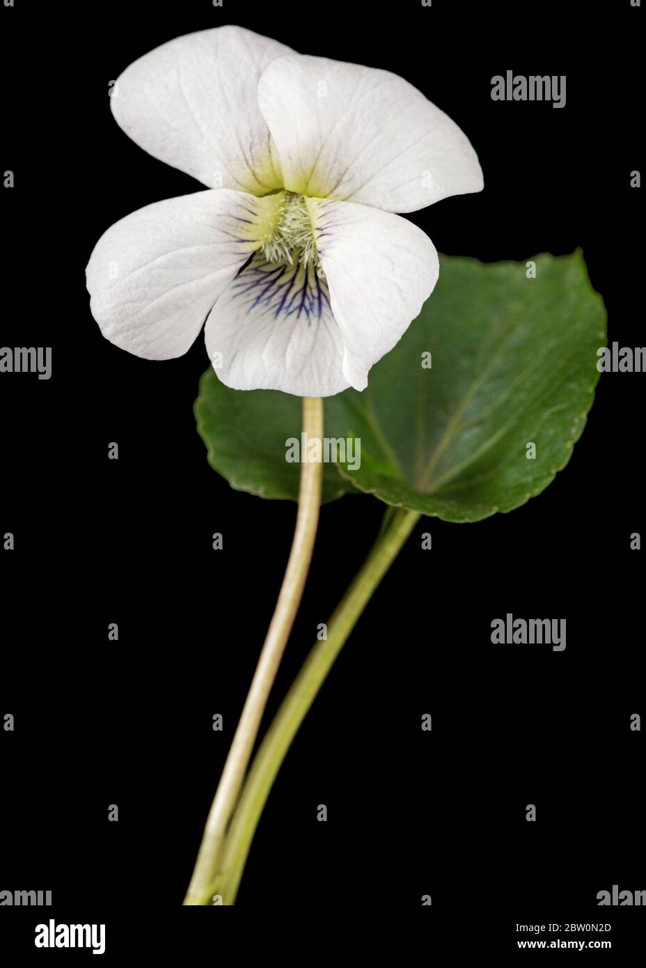 Fiore bianco della violetta, lat. Viola odorata, isolato su fondo nero Foto Stock