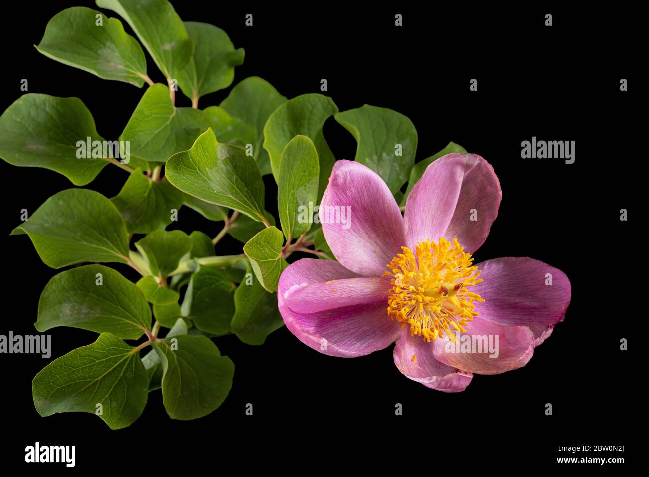 Fiore di rosa di pony, lat. Paeonia, isolato su sfondo nero Foto Stock