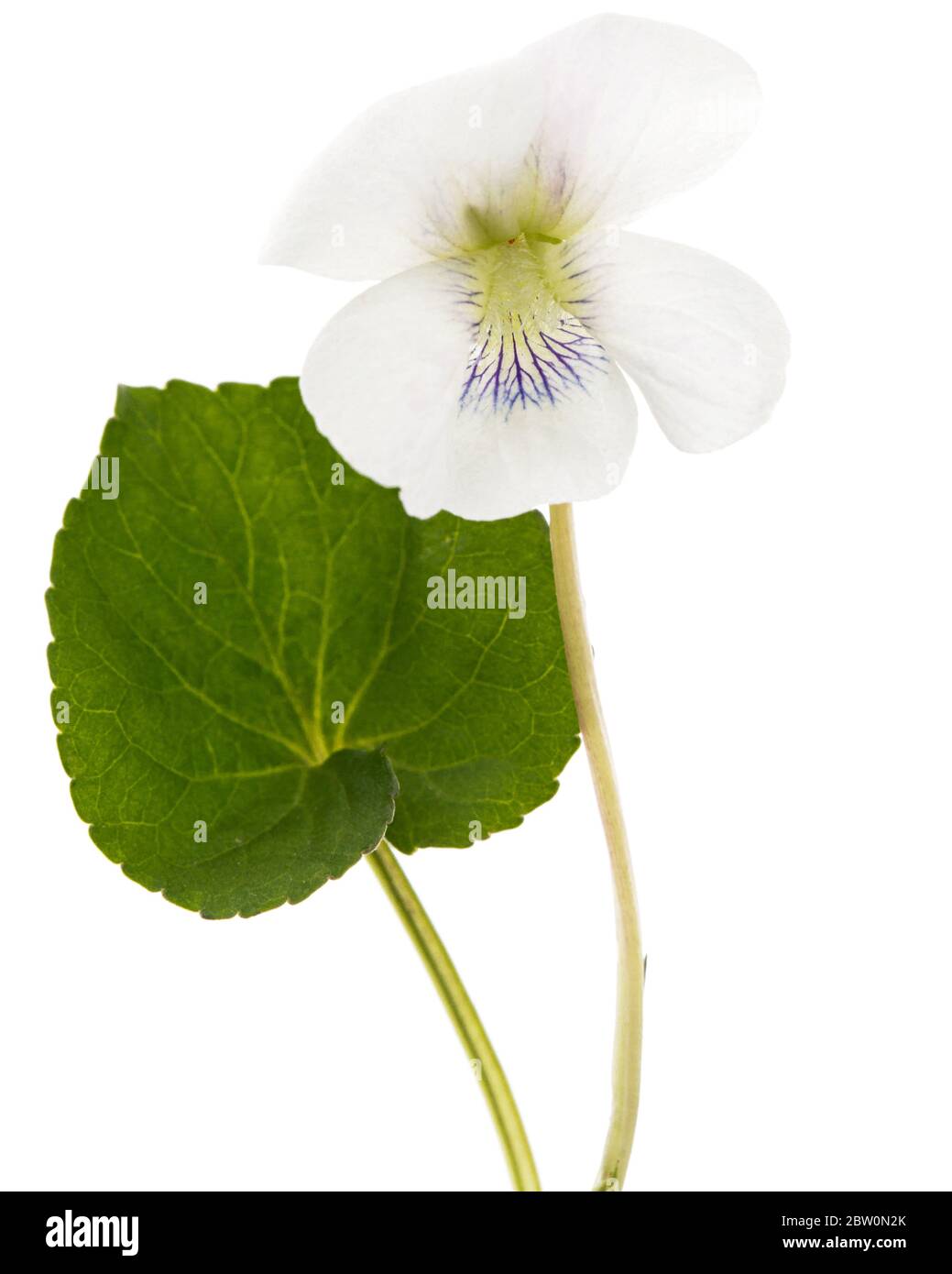 Fiore bianco della violetta, lat. Viola odorata, isolato su fondo bianco Foto Stock