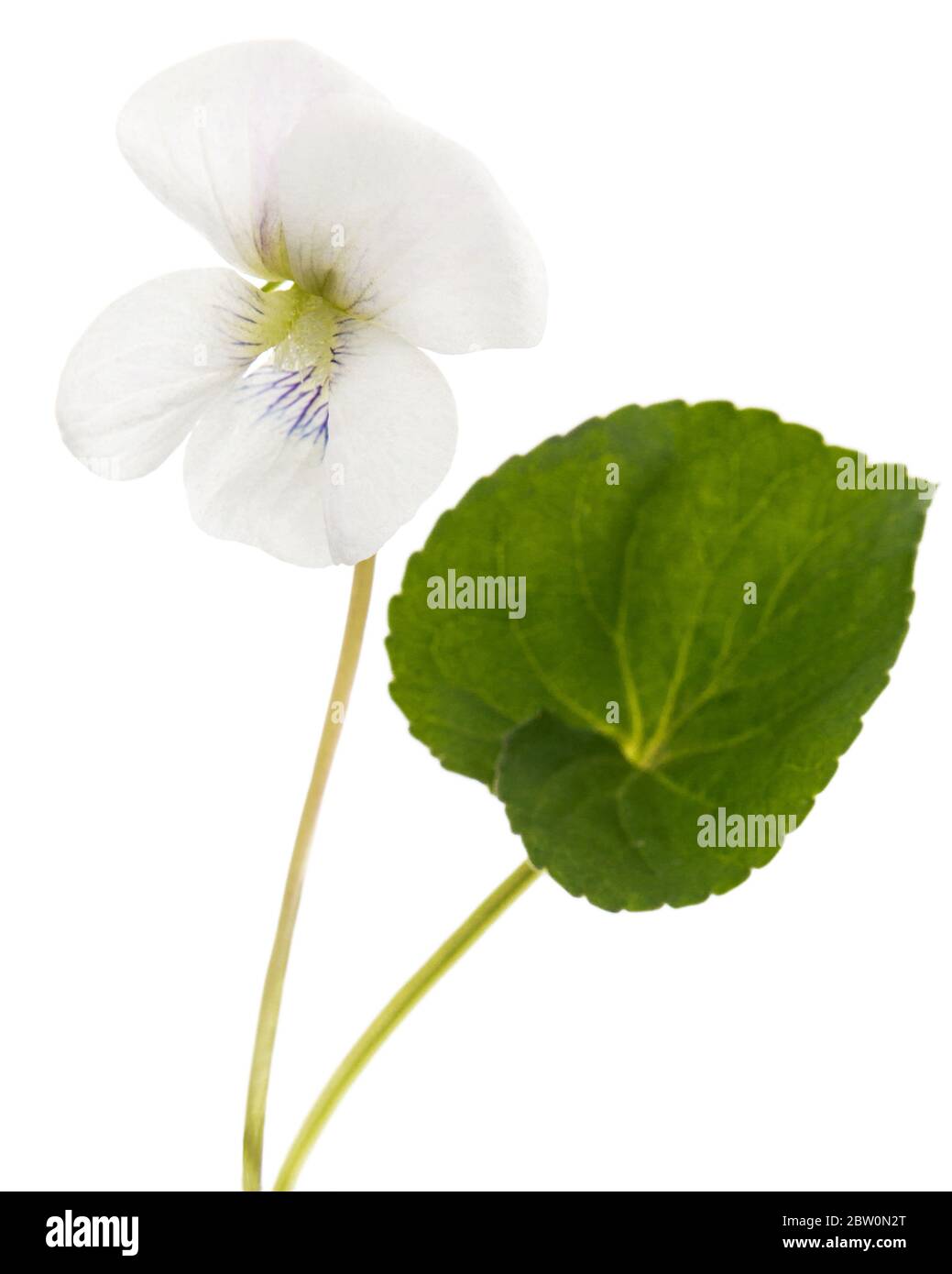 Fiore bianco della violetta, lat. Viola odorata, isolato su fondo bianco Foto Stock
