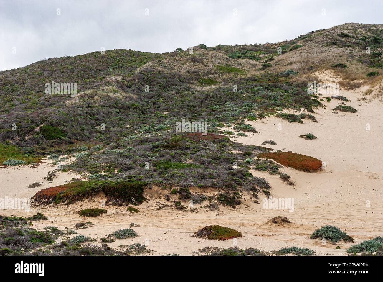 Paesaggio lungo l'autostrada US 1 nella California costiera Foto Stock