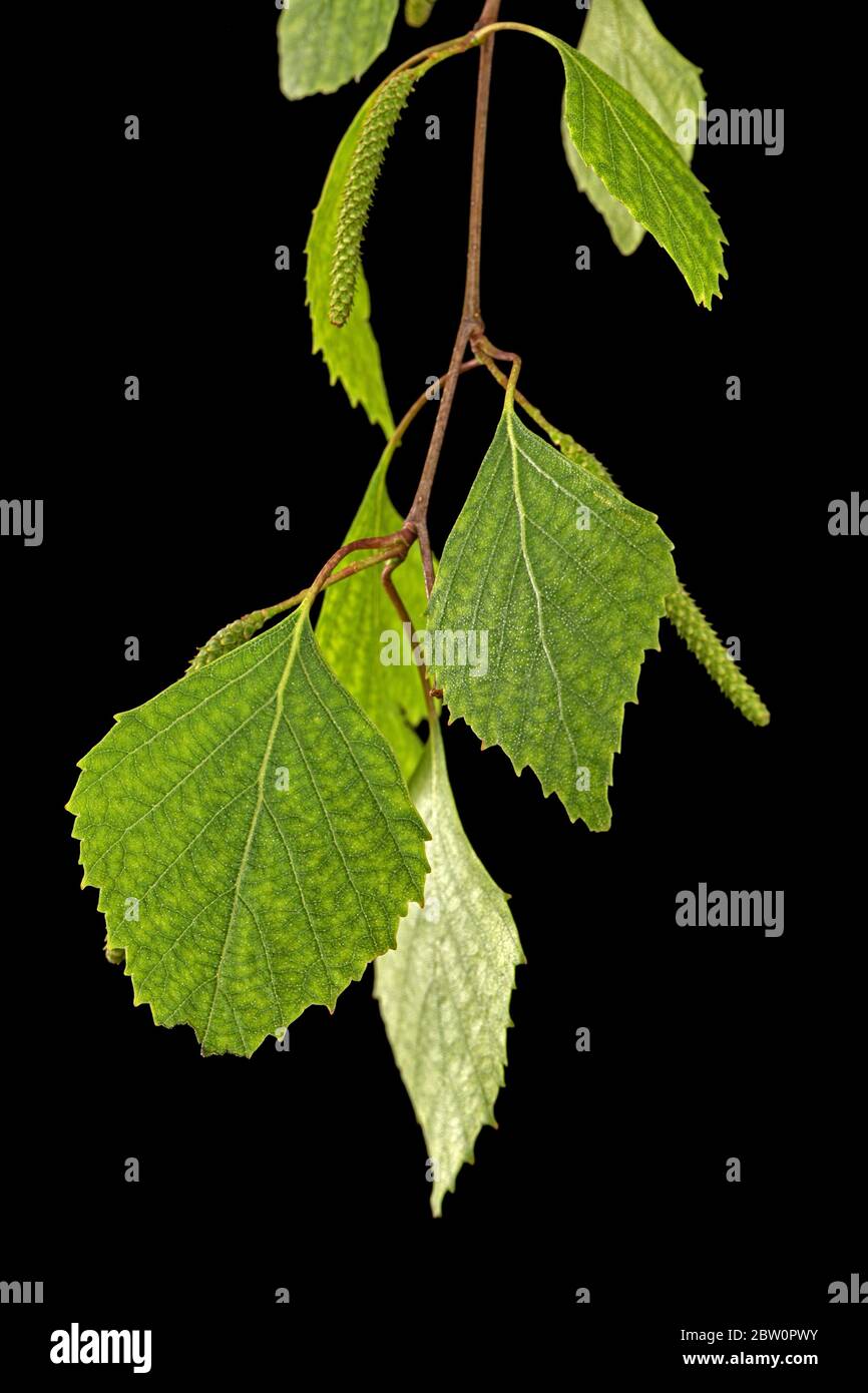Sprig di betulla con fogliame giovane, su fondo nero Foto Stock