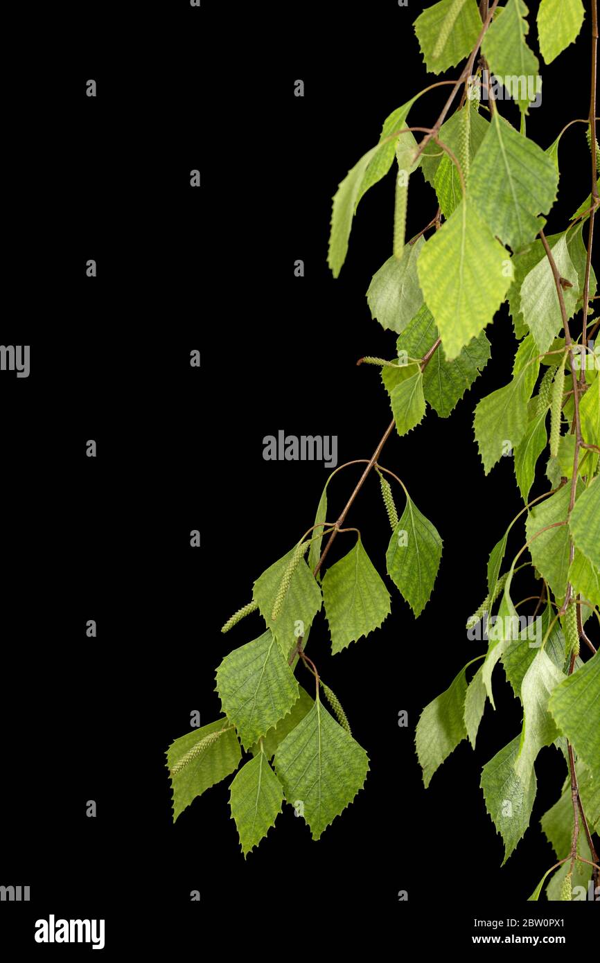 Sprig di betulla con fogliame giovane, su fondo nero Foto Stock