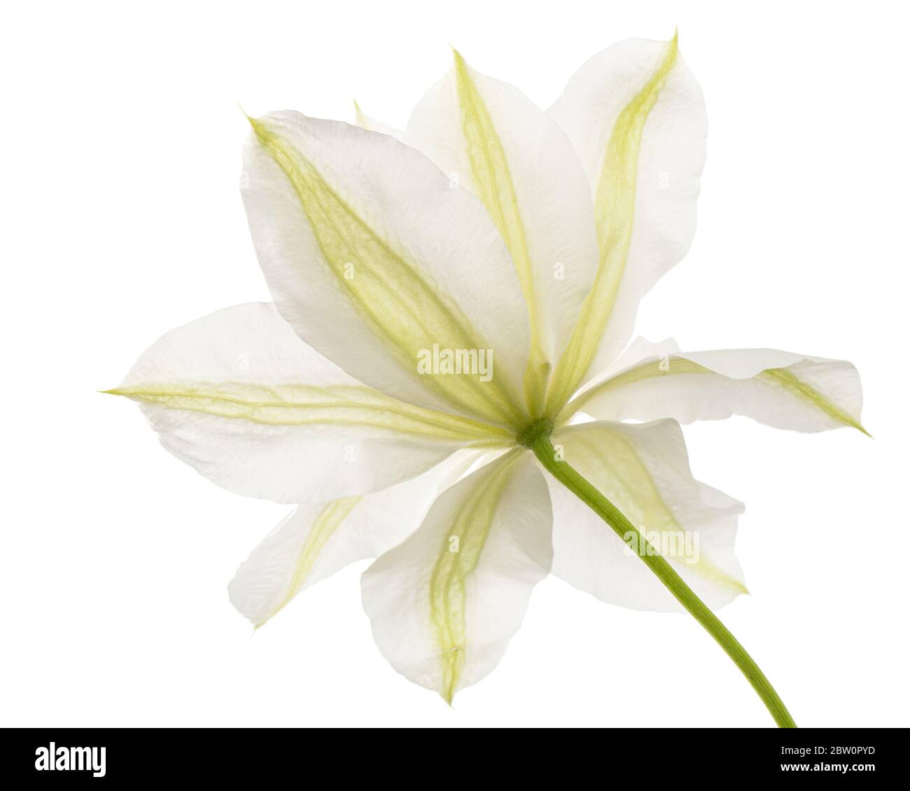 Fiore bianco di clematis, isolato su sfondo bianco Foto Stock