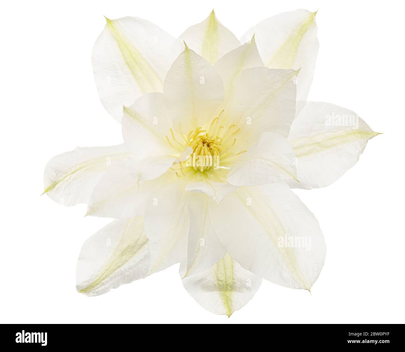 Fiore bianco di clematis, isolato su sfondo bianco Foto Stock
