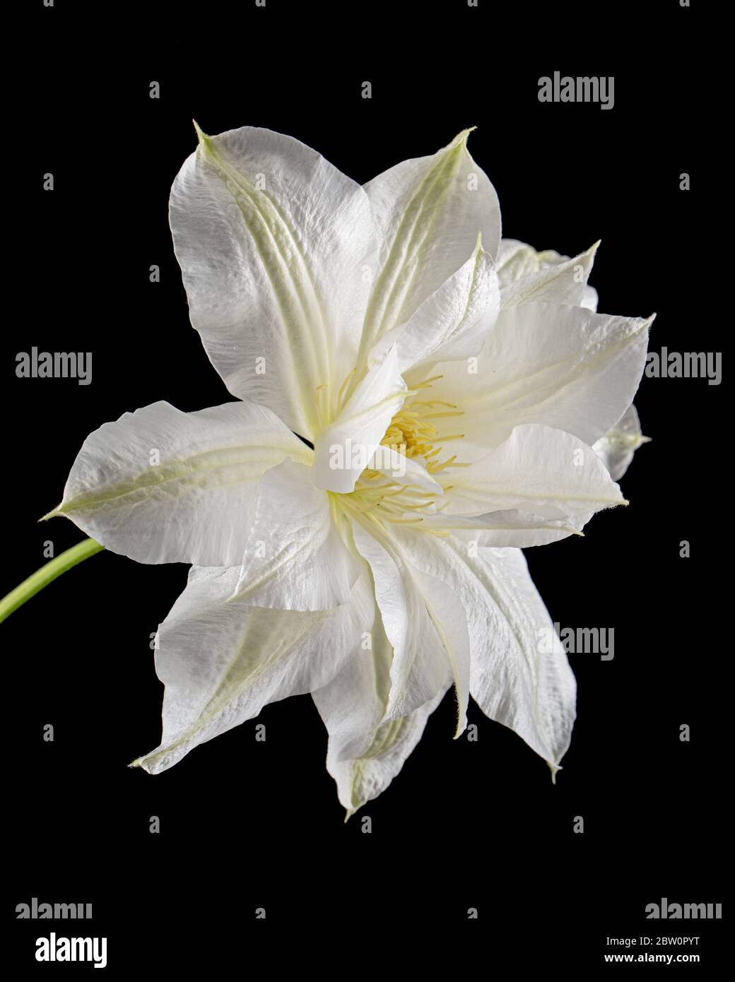 Fiore bianco di clematis, isolato su fondo nero Foto Stock