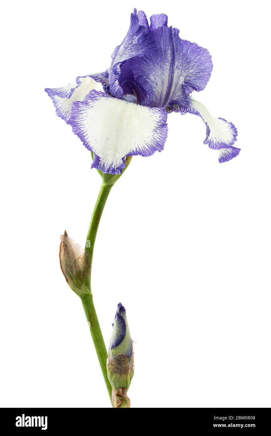 Fiore a strisce blu bianco di iride, isolato su sfondo bianco Foto Stock