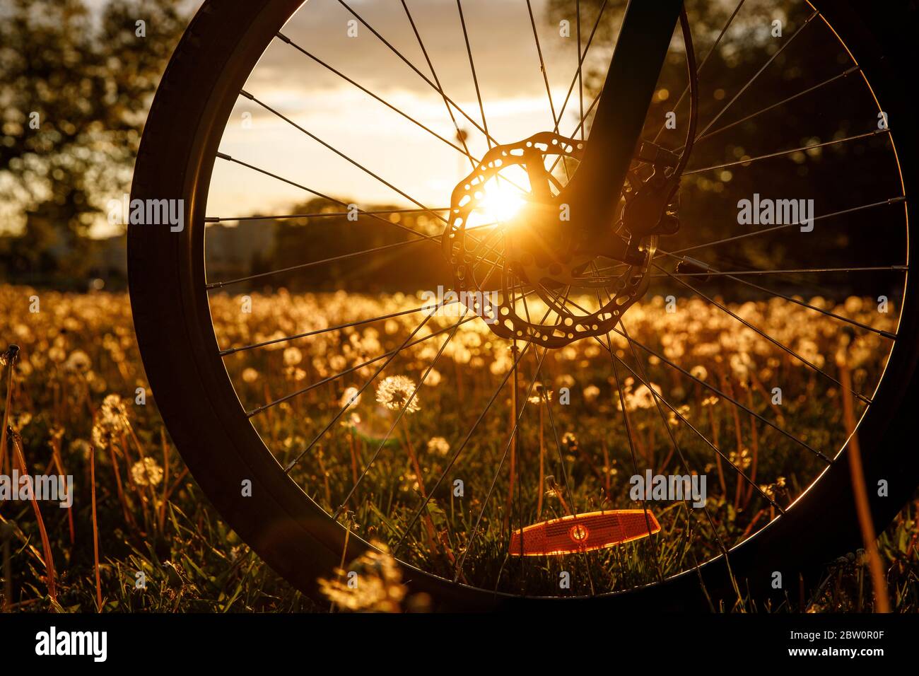 Ruota in bicicletta nel campo al tramonto. Primo piano di un disco del freno idraulico Foto Stock
