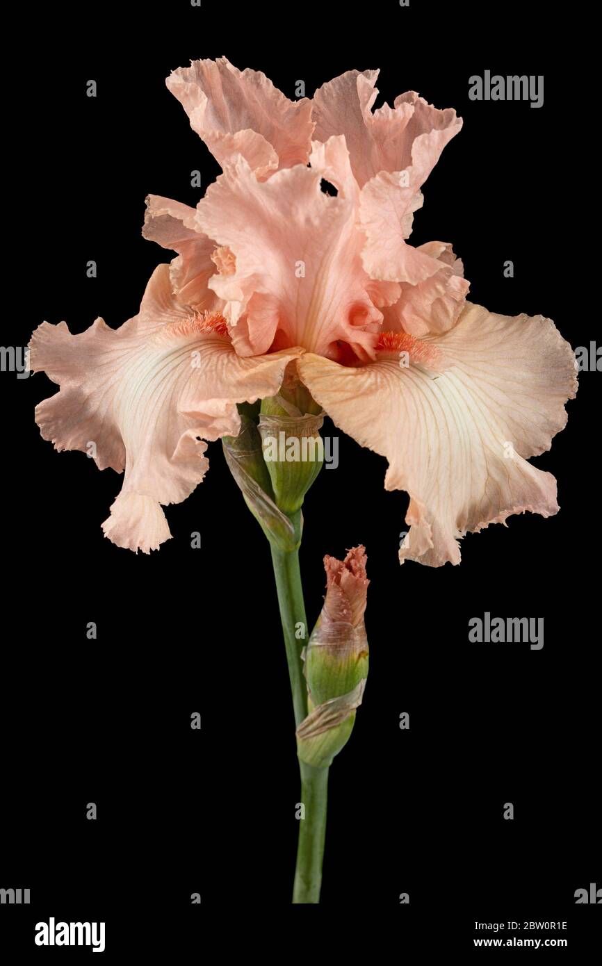 Fiore rosa di iride, isolato su sfondo nero Foto Stock