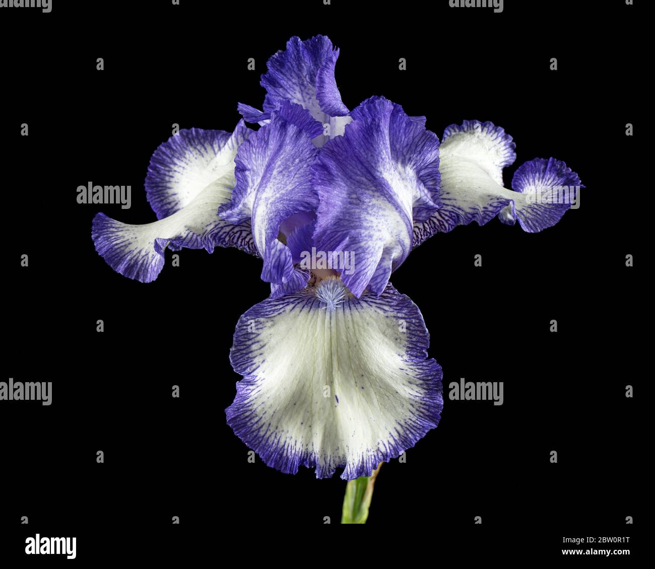 Fiore a strisce blu bianco di iride, isolato su sfondo nero Foto Stock