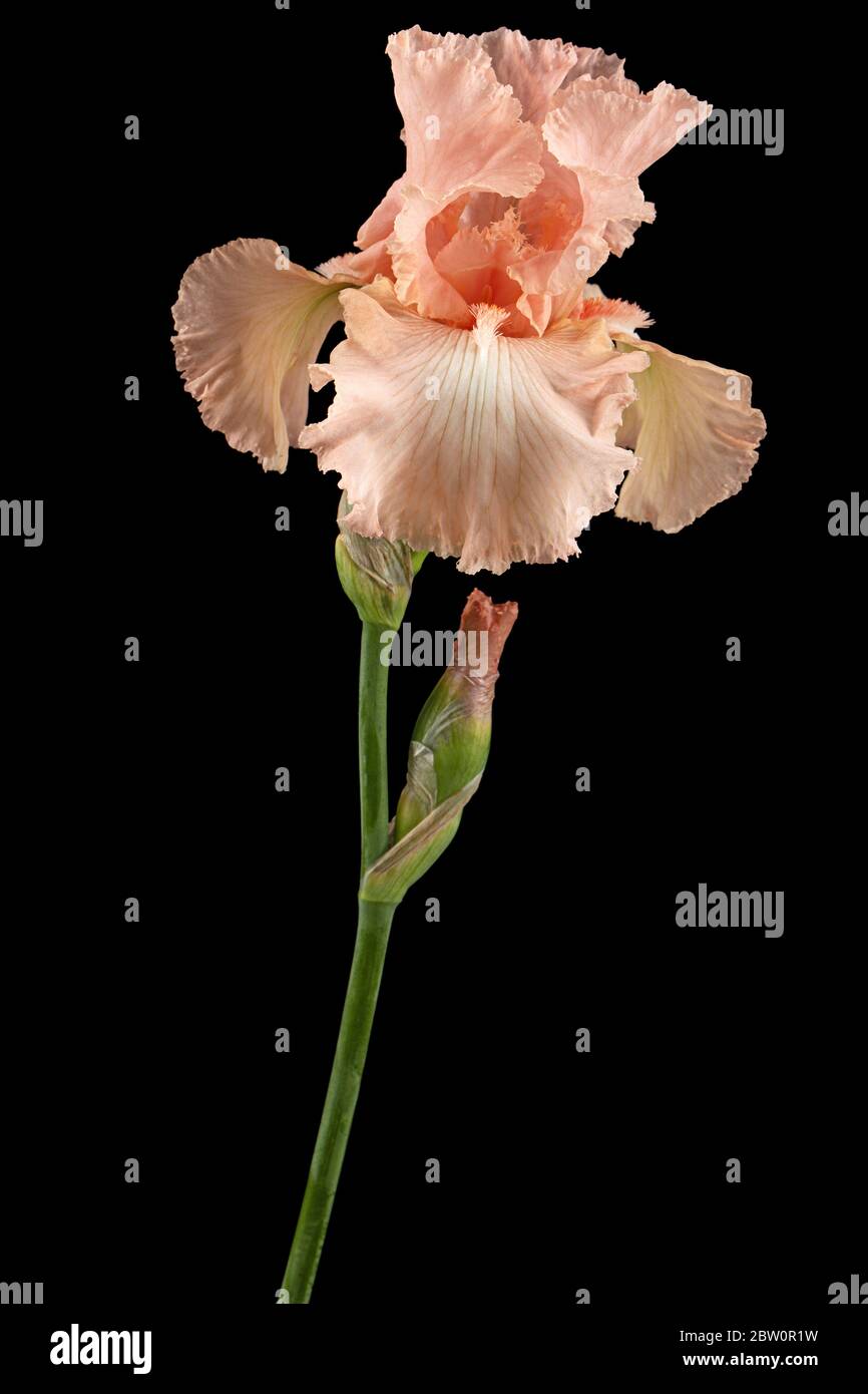 Fiore rosa di iride, isolato su sfondo nero Foto Stock