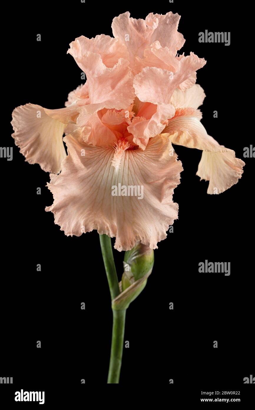 Fiore rosa di iride, isolato su sfondo nero Foto Stock